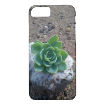 saftiges grünes echeveria Foto