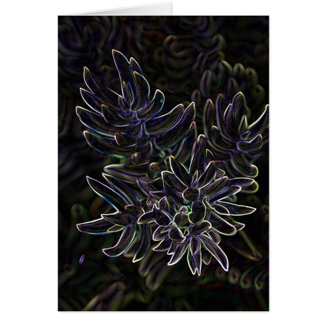 Saftiges Sedum (Vorne)