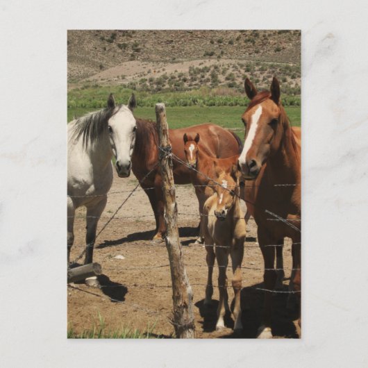 Sag Käse! : Postkarte (Vorderseite)