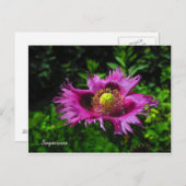 Sagacious PC Postkarte (Vorne/Hinten)