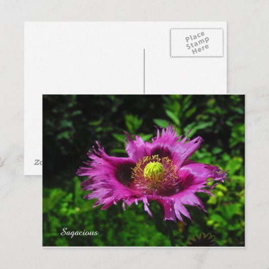 Sagacious PC Postkarte (Vorne/Hinten)