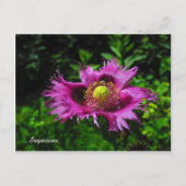 Sagacious PC Postkarte (Vorderseite)