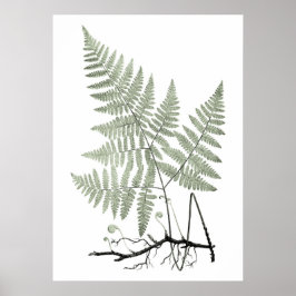 Sage Green Fern Botanical Illustration Print no 1 Poster