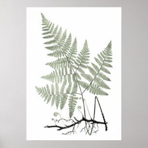 Sage Green Fern Botanical Illustration Print no 1 Poster