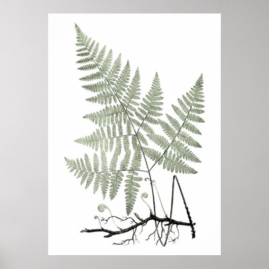Sage Green Fern Botanical Illustration Print no 1 Poster (Vorne)