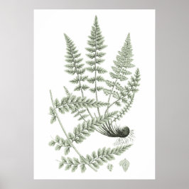 Sage Green Fern Pflanze Art Print no 6 Wohngestalt Poster