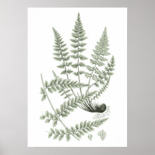 Sage Green Fern Pflanze Art Print no 6 Wohngestalt Poster