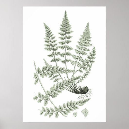 Sage Green Fern Pflanze Art Print no 6 Wohngestalt Poster (Vorne)