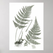 Sage Green Fern Print No. 10 Botanical Wall Art Poster (Vorne)