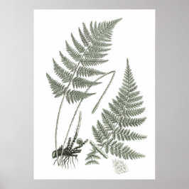 Sage Green Fern Print No. 10 Botanical Wall Art Poster