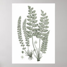 Sage Green Fern Print No. 12 Botanische Wanddekora