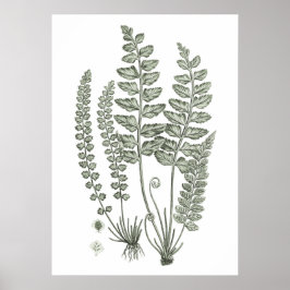 Sage Green Fern Print No. 12 Botanische Wanddekora Poster