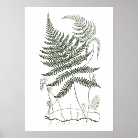 Sage Green Fern Print no 9 Botanical Wall Art Poster (Vorne)
