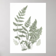 Sage Green Wall Art Fern Print no. 11 Home Decor