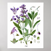 Sage Herb Botanische Küche Dining Wall Decke Poster (Vorne)