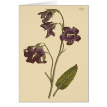 Sage Leaved Bellflower Botanical Illustration