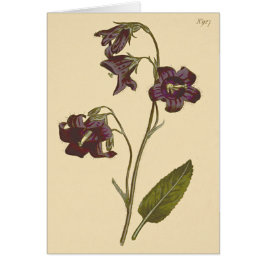 Sage Leaved Bellflower Botanical Illustration