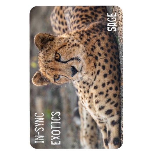 Sage - magnet (Vertikal)