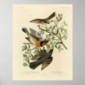 Sage Thrasher und Varied Thrush, Audubons Vögel Poster (Vorne)