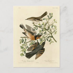 Sage Thrasher und Varied Thrush, Audubons Vögel Postkarte