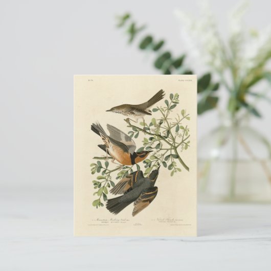 Sage Thrasher und Varied Thrush, Audubons Vögel Postkarte (Stehend Vorderseite)
