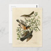 Sage Thrasher und Varied Thrush, Audubons Vögel Postkarte (Vorne/Hinten)