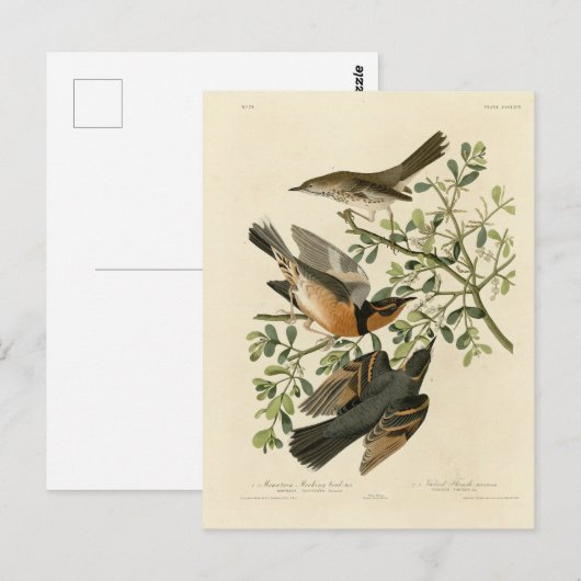 Sage Thrasher und Varied Thrush, Audubons Vögel Postkarte (Vorne/Hinten)