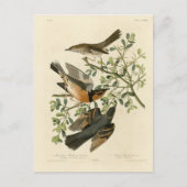 Sage Thrasher und Varied Thrush, Audubons Vögel Postkarte (Vorderseite)