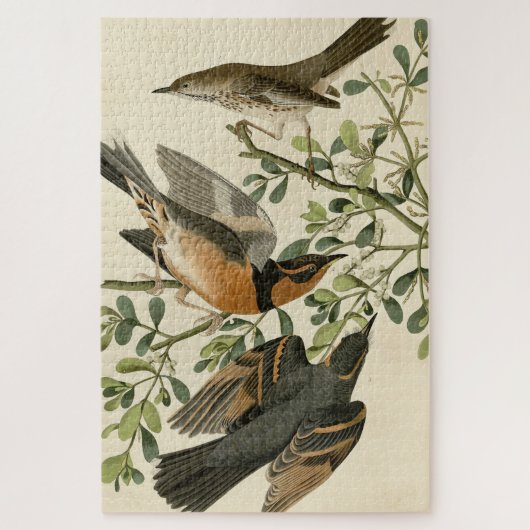 Sage Thrasher und Varied Thrush, Audubons Vögel Puzzle (Vertikal)