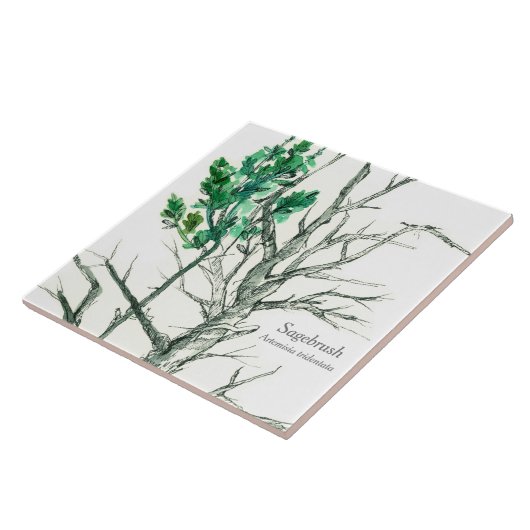 Sagebrush Botanischer Pflanze Pen und Tinte Zeichn Fliese (Seite)