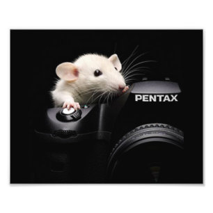 Sagen Sie Käse! Fotodruck