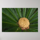 Sago Palm Leinwand oder Poster (Vorne)