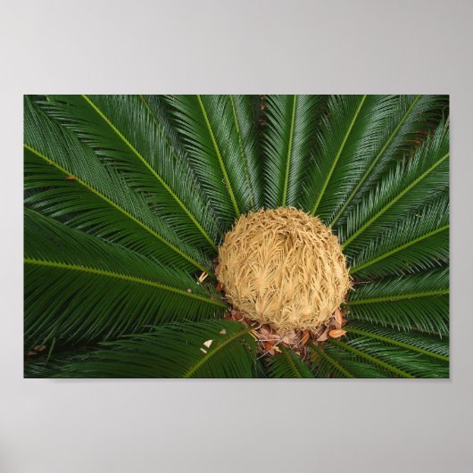 Sago Palm Leinwand oder Poster (Vorne)