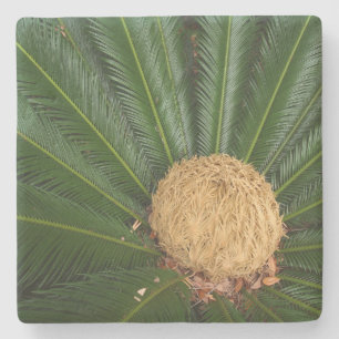 Sago Palm mit weiblichem Kon, Steinstein Untersetz Steinuntersetzer