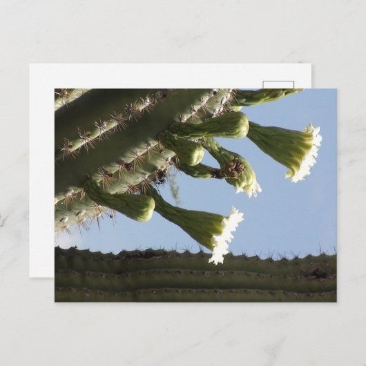Saguaro Blooms Postkarte (Vorne/Hinten)