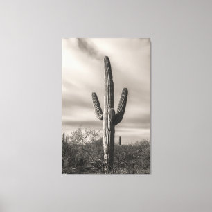 Saguaro bw leinwanddruck