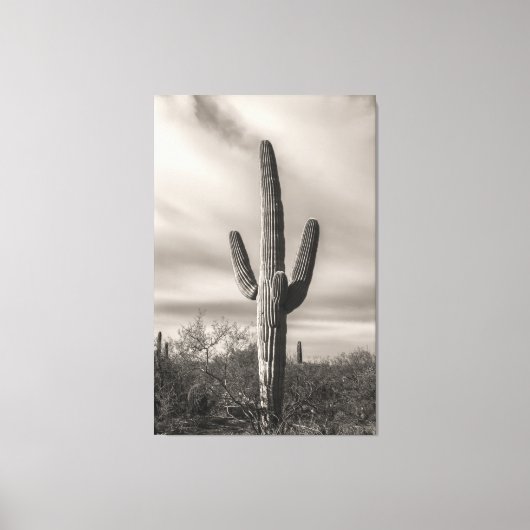 Saguaro bw leinwanddruck (Vorderseite)