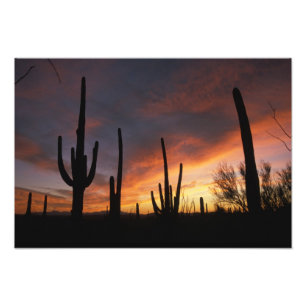 Saguaro cacti, Carnegiea gigantea, nach Fotodruck