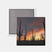 Saguaro cacti, Carnegiea gigantea, nach Magnet (Vorderseite/Rückseite)