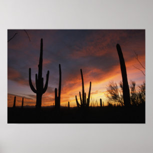 Saguaro cacti, Carnegiea gigantea, nach Poster