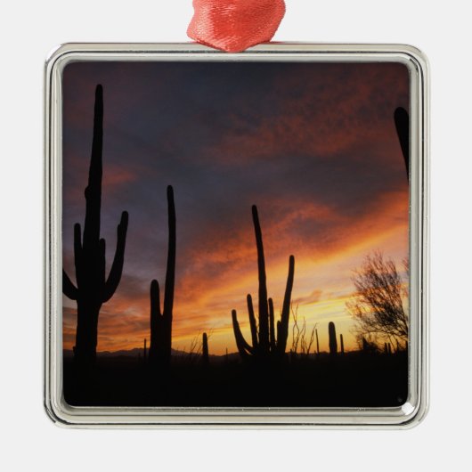 Saguaro cacti, Carnegiea gigantea, nach Silbernes Ornament (Vorne)