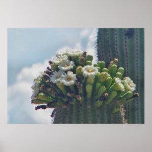 Saguaro cacti im Blütendruck Poster