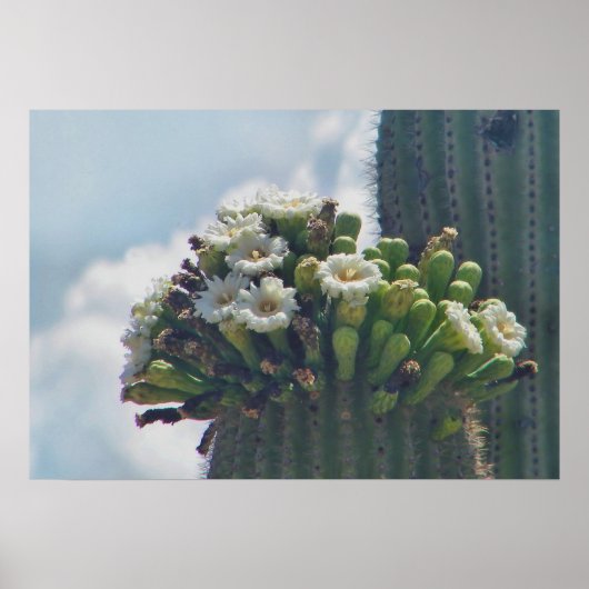 Saguaro cacti im Blütendruck Poster (Vorne)