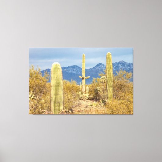Saguaro Cacti in Desert Landscape Leinwanddruck (Vorderseite)