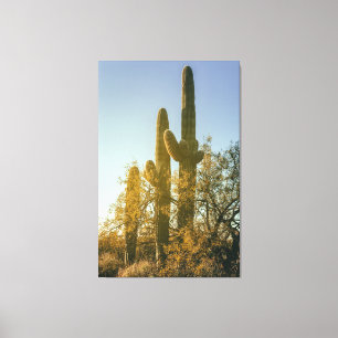 Saguaro Cacti Leinwanddruck