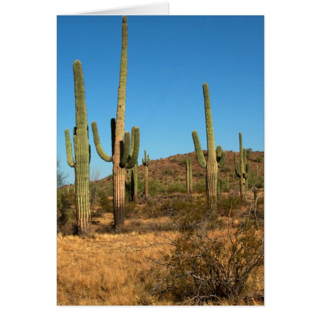 Saguaro cactus (Vorne)