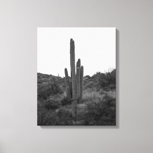 Saguaro Cactus 16x20 Leinwanddruck (Vorderseite)