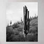 Saguaro Cactus 16x20 Poster (Vorne)