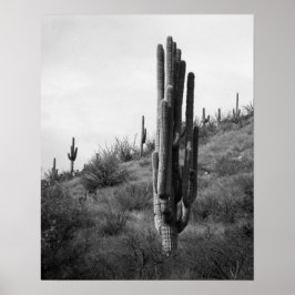 Saguaro Cactus 16x20 Poster