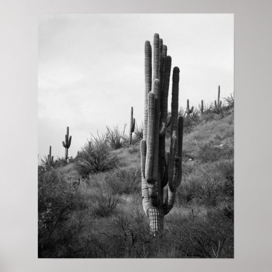 Saguaro Cactus 16x20 Poster (Vorne)